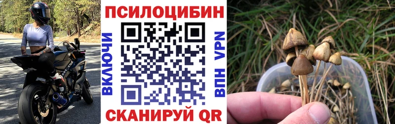 Галлюциногенные грибы прущие грибы  Сунжа 